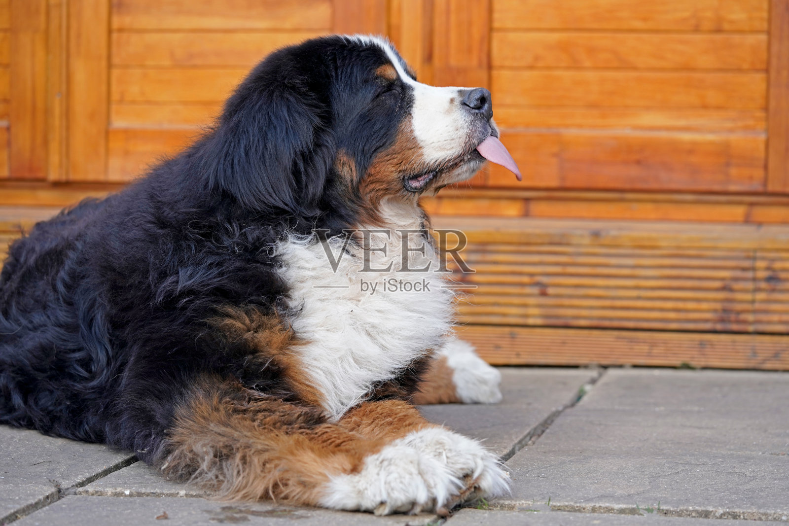 伯恩斯山地犬伸出舌头，侧面图照片摄影图片
