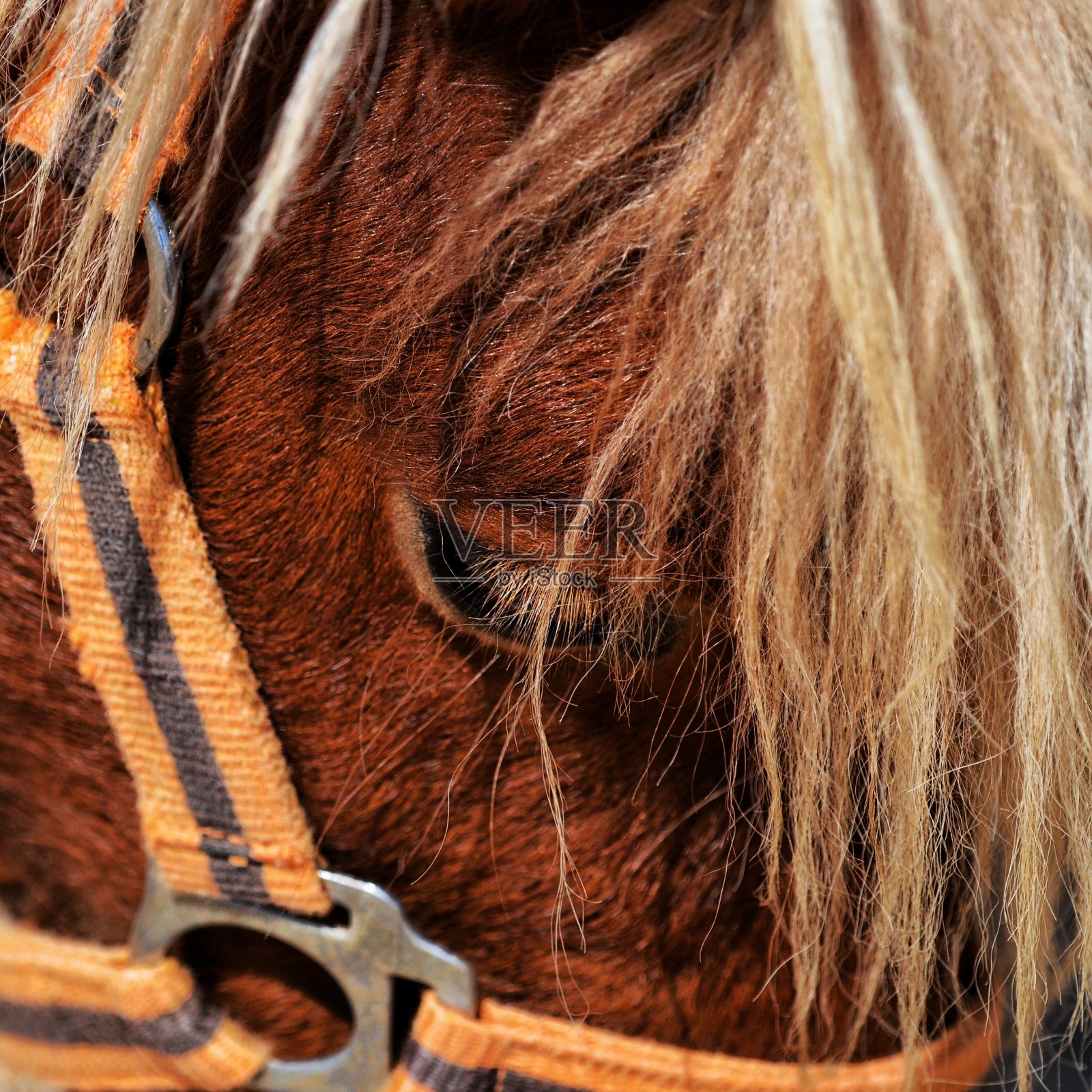 小母马之眼照片摄影图片