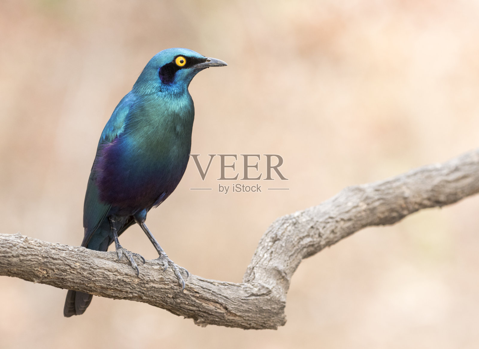 在南非克鲁格国家公园，这只蓝色金属色的椋鸟是大蓝耳椋鸟，它栖息在一根扭曲的树枝上，背景是柔软的棕色散焦照片摄影图片