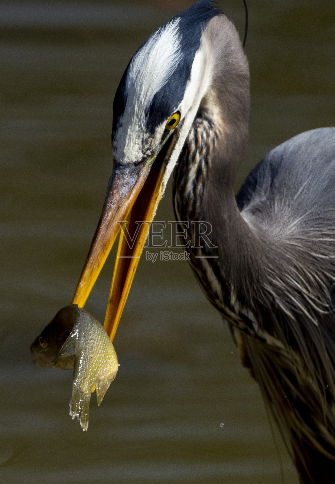 湖中鸟的特写镜头照片摄影图片