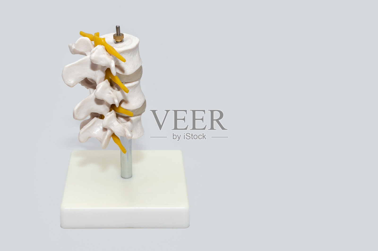 用于临床手术的人体脊柱塑料模型。关节和神经的解剖模型。神经内科部分人工腰椎模型。医疗，健康，身体护理概念，文字空间照片摄影图片