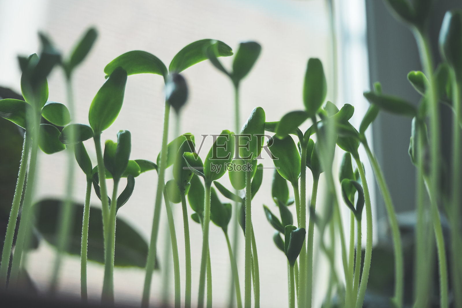 嫩绿嫩芽，春季园林背景照片摄影图片