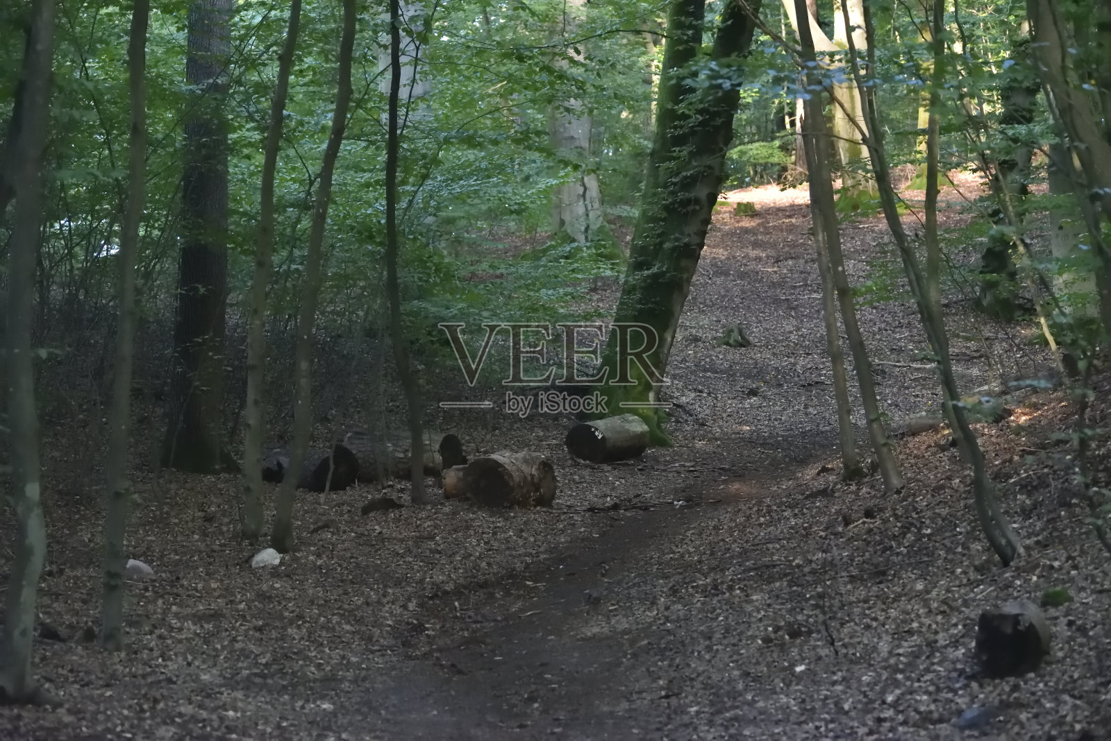 山毛榉森林照片摄影图片