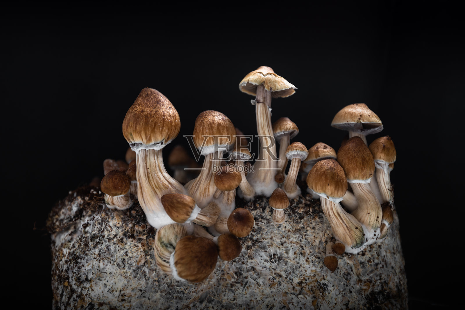 裸盖菇素蘑菇照片摄影图片