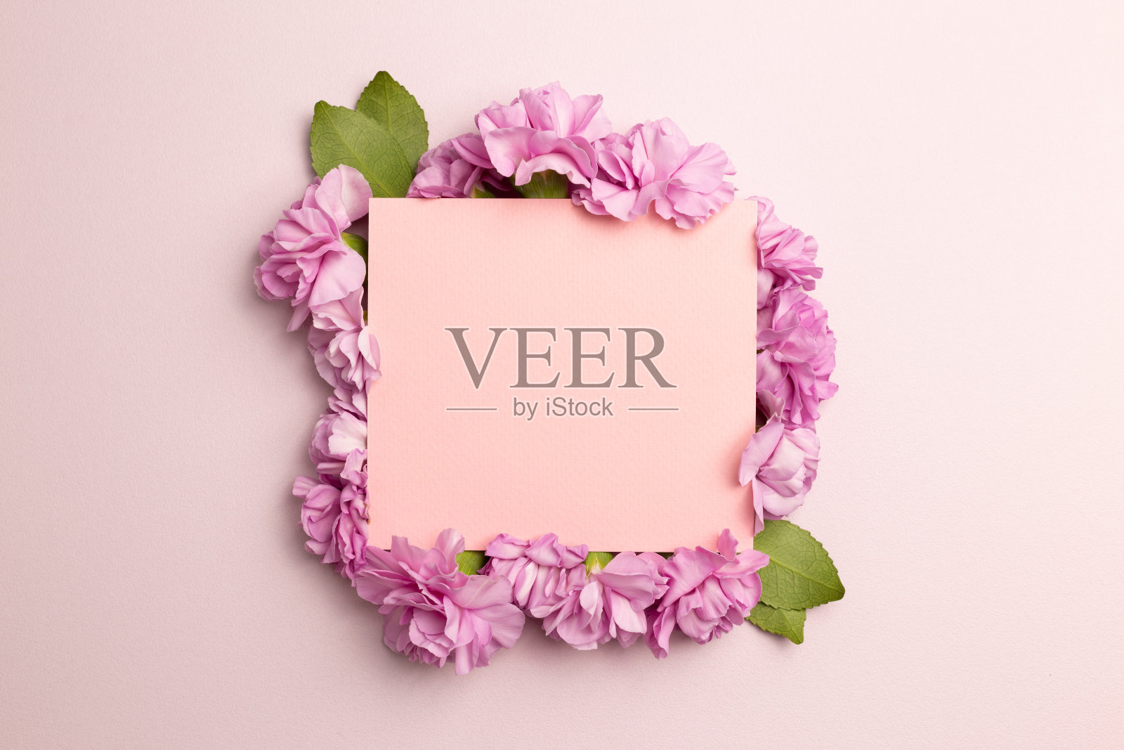 粉红色背景的康乃馨便条。平铺，俯视图，拷贝空间照片摄影图片