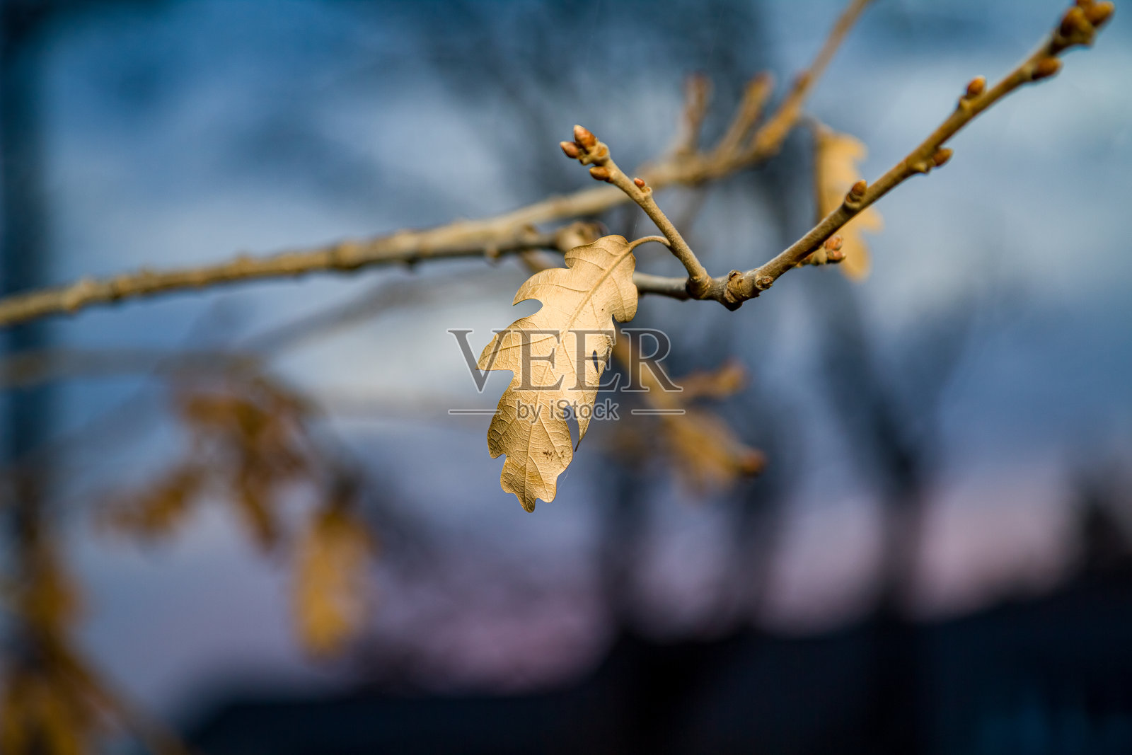 树枝上的一片橡树叶照片摄影图片