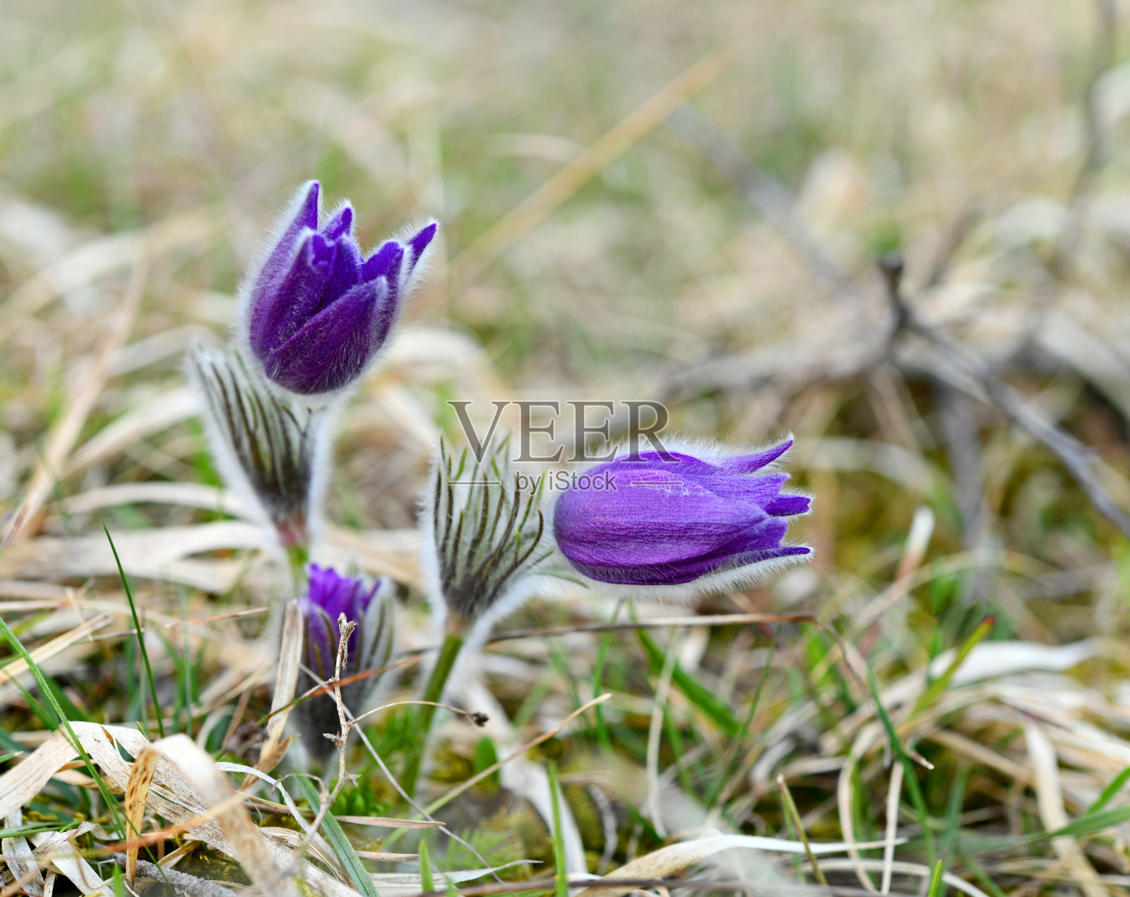 白头翁寻常的照片摄影图片