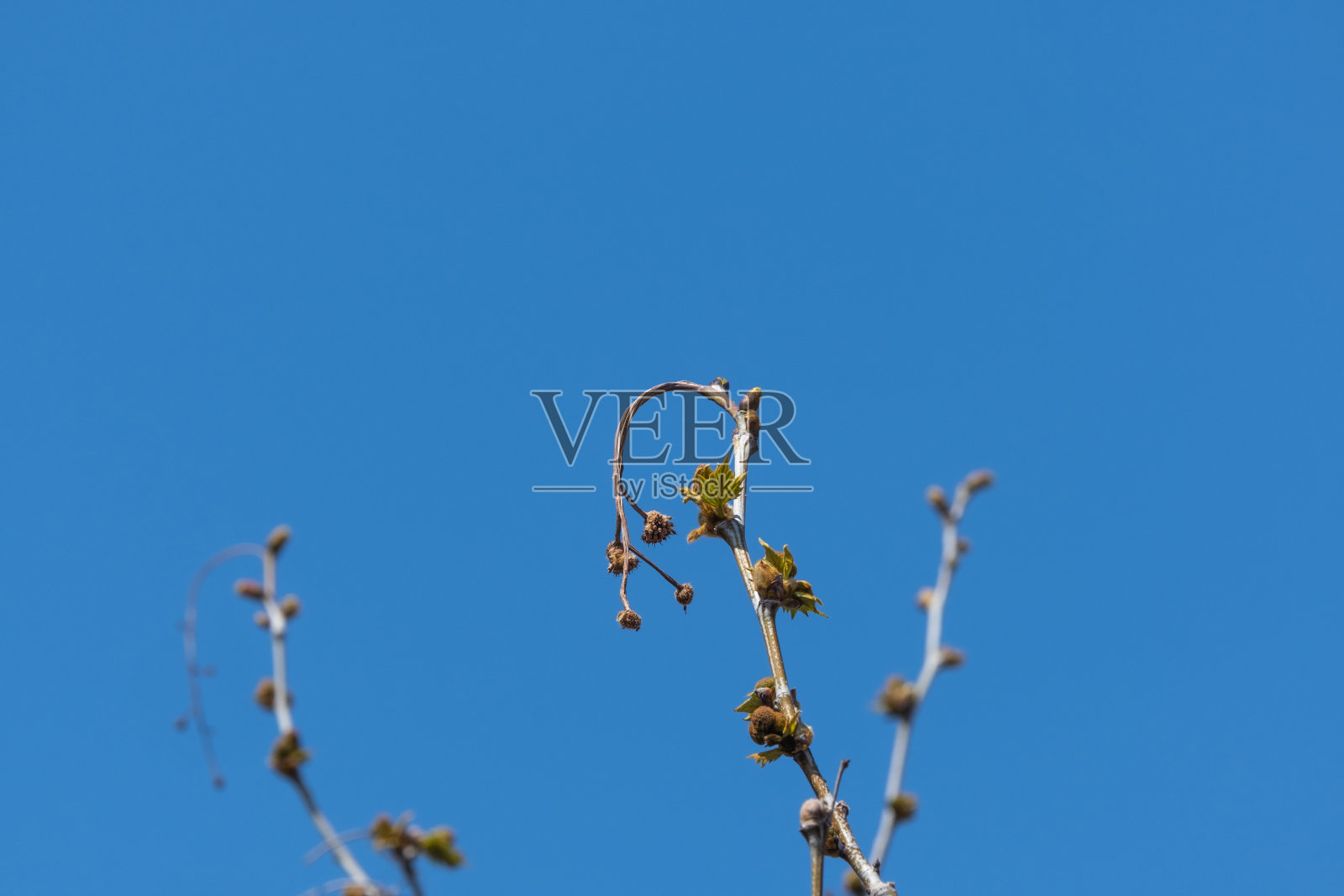 梧桐树的芽、枝、芽、小叶，照片摄影图片