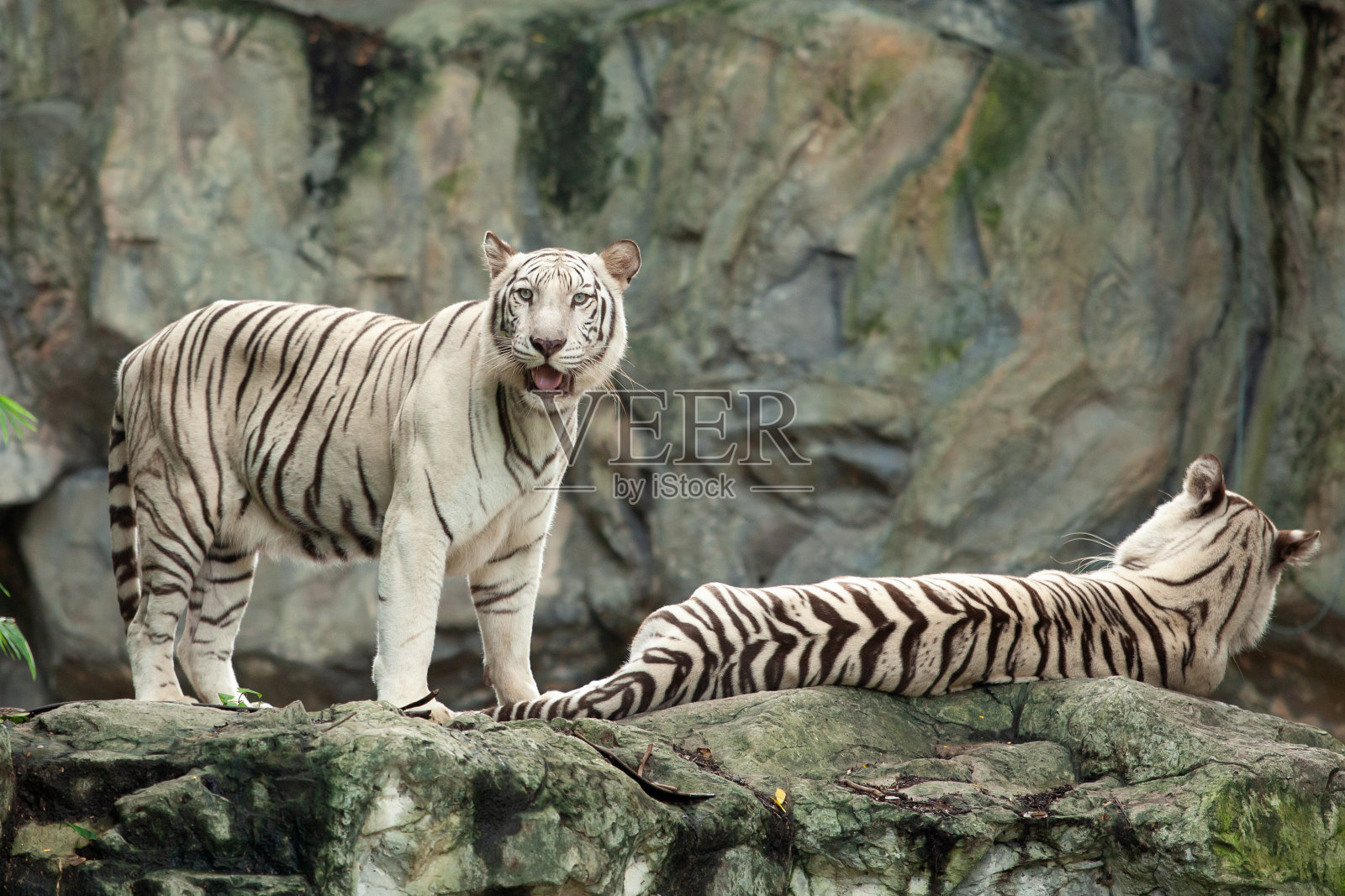 白色的老虎,照片摄影图片