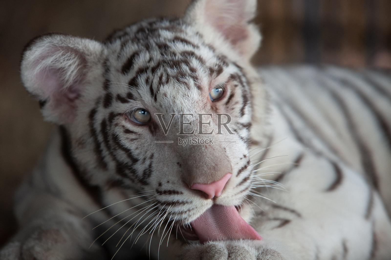 白虎照片摄影图片