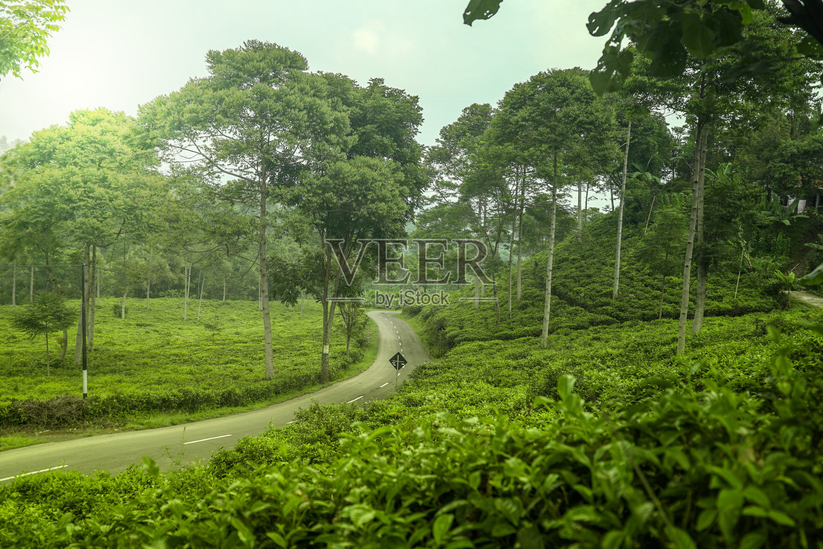 早上有山景茶树照片摄影图片