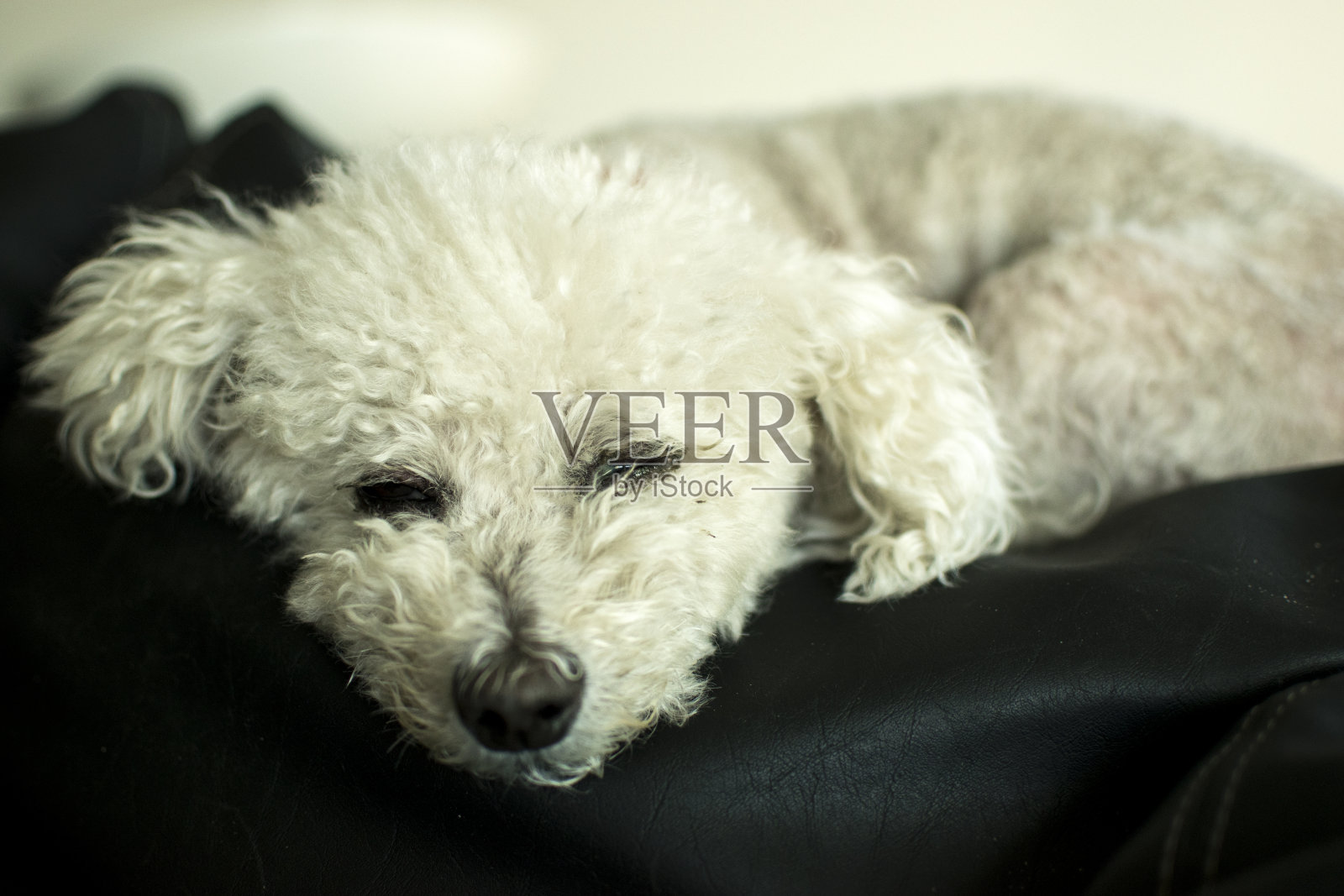 狗的肖像照片摄影图片