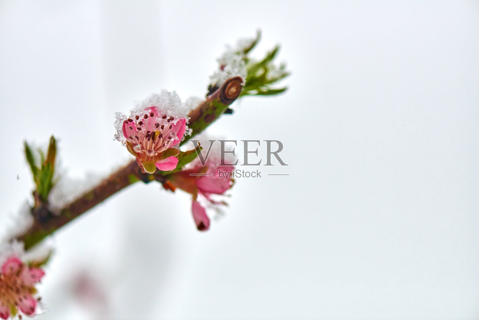 霜冻的冬季风景-冰雪覆盖一枝盛开的桃子照片摄影图片