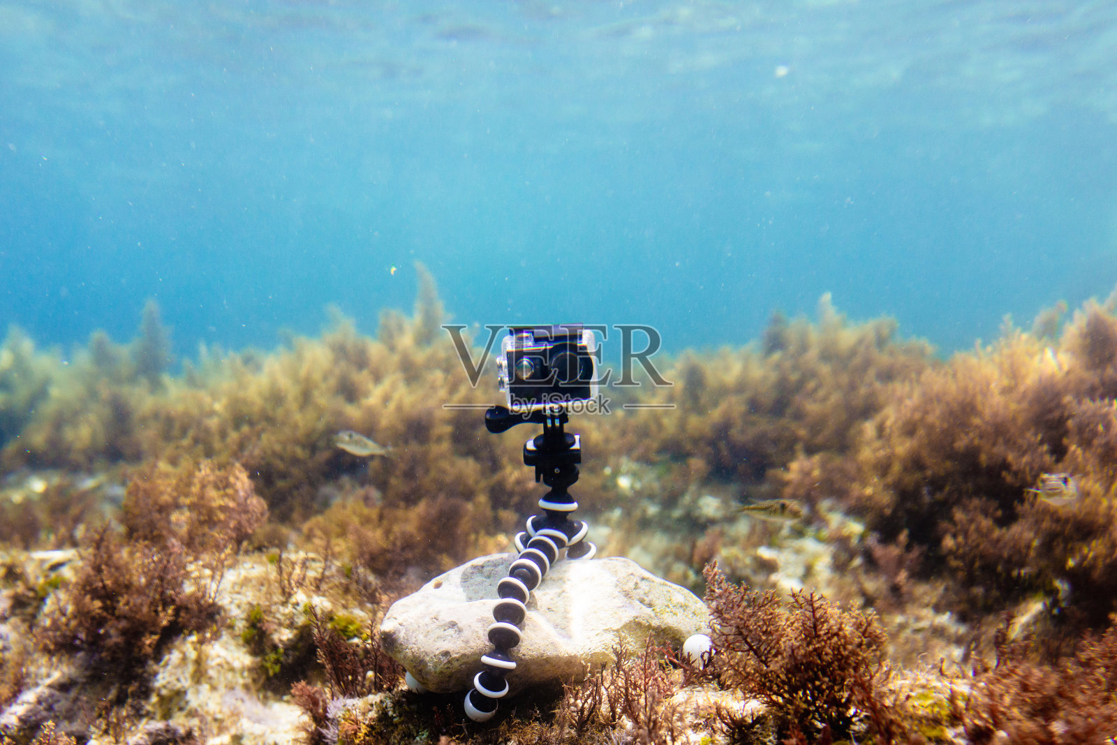 使用三脚架上的防水箱中的相机在海底拍摄照片和视频照片摄影图片