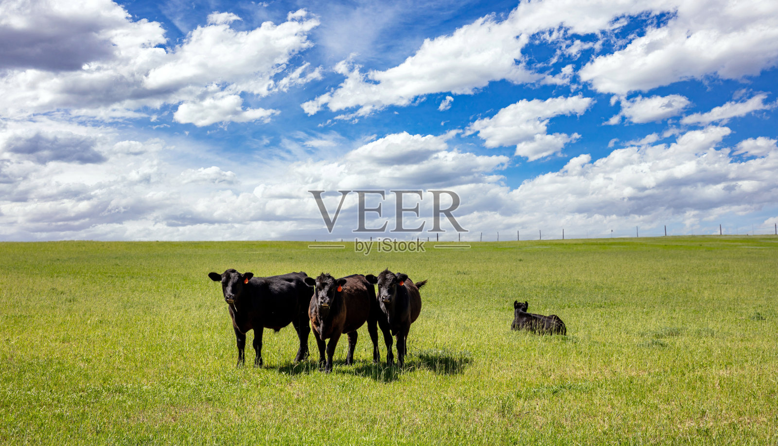 美国德克萨斯州，晴朗的春日，牧场上的奶牛。照片摄影图片