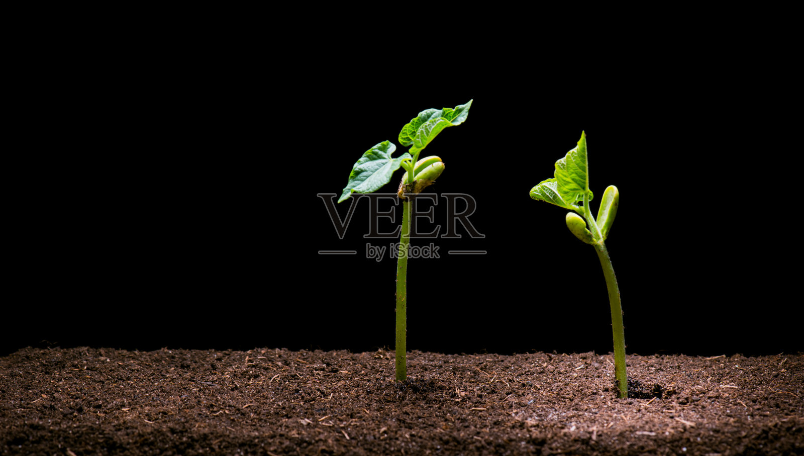 棕色土壤中的豆苗照片摄影图片