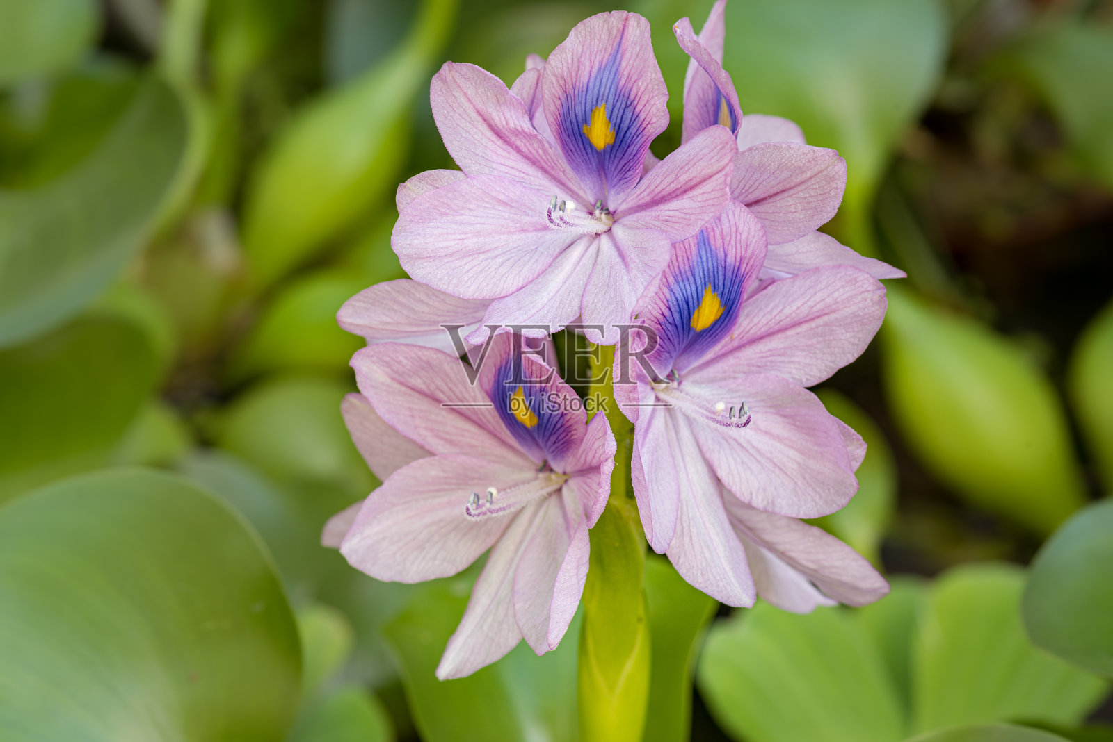 花水葫芦盛开照片摄影图片