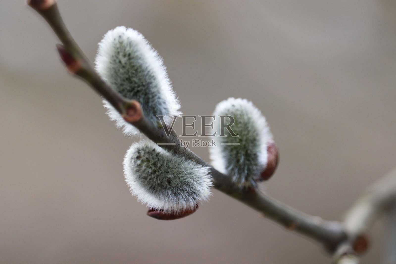 树枝上的小柳树照片摄影图片