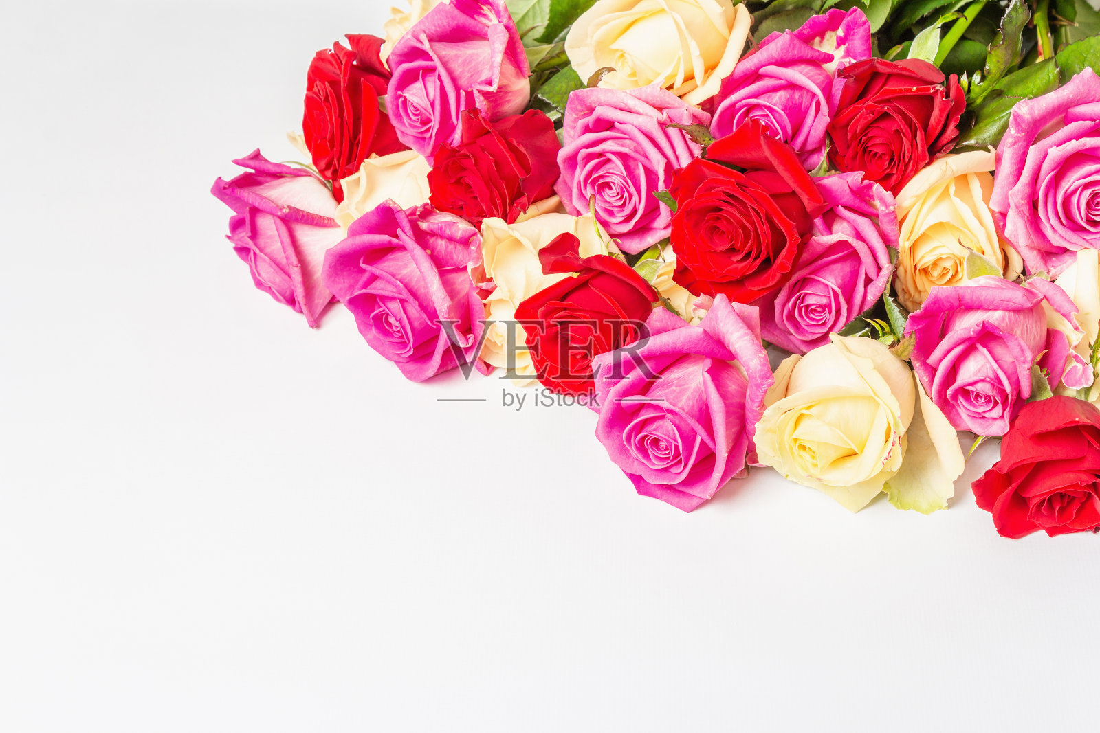 分离在白色背景上的各色新鲜玫瑰照片摄影图片