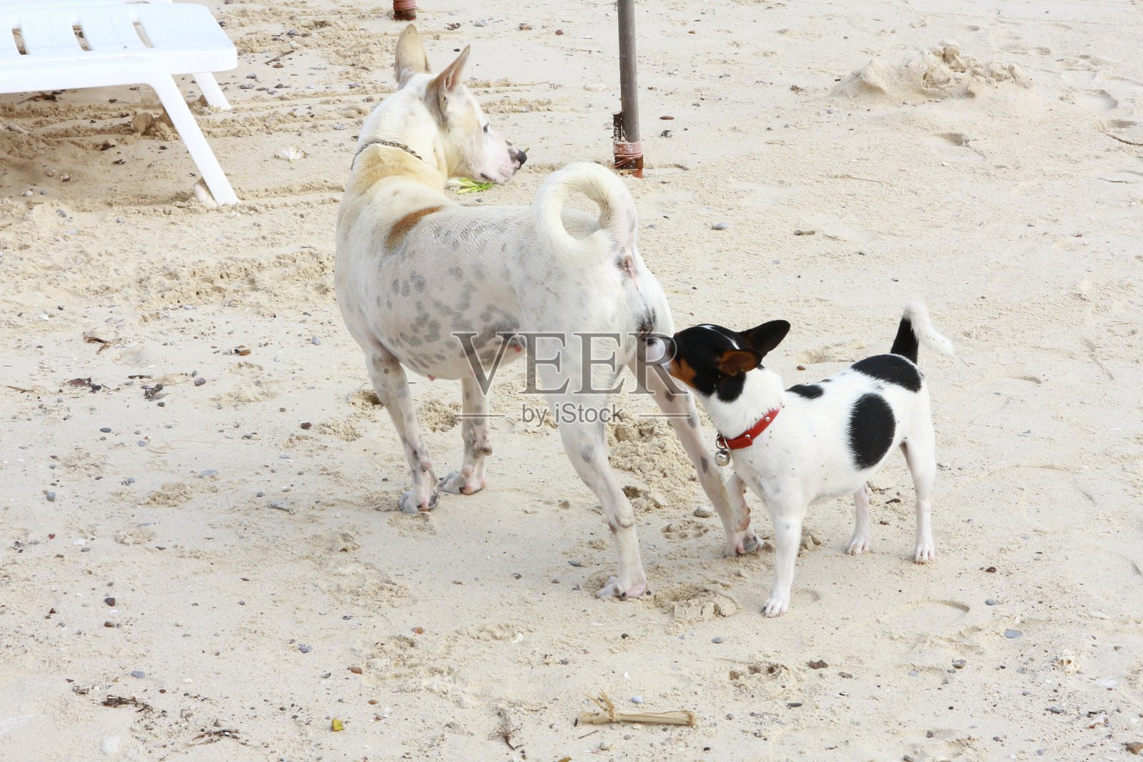 两只狗在海滩上的肖像，兰岛，芭堤雅，泰国春武里照片摄影图片