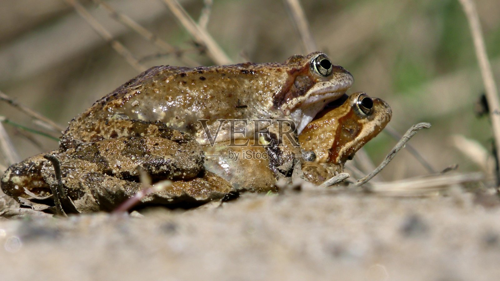 配对蟾蜍。照片摄影图片