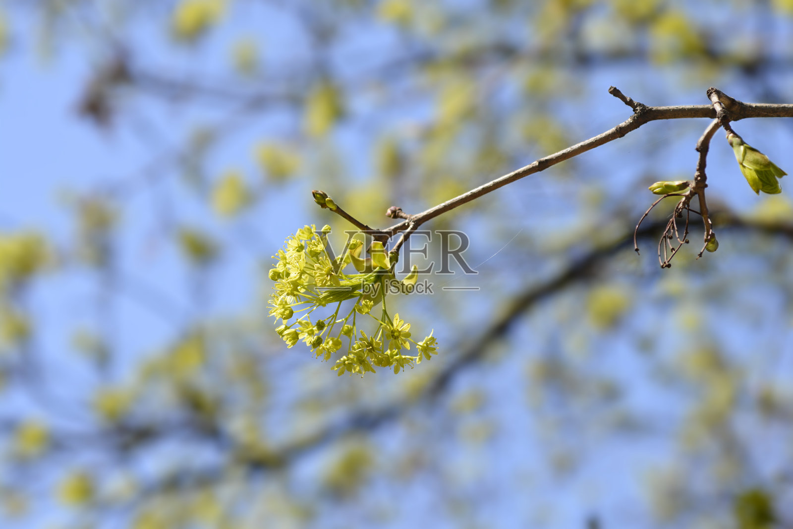 挪威槭照片摄影图片