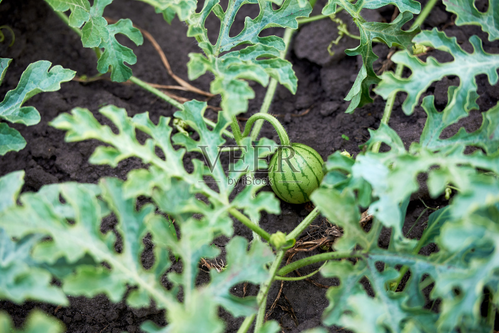 绿色小西瓜生长在有机田间，复制空间。农业的概念照片摄影图片