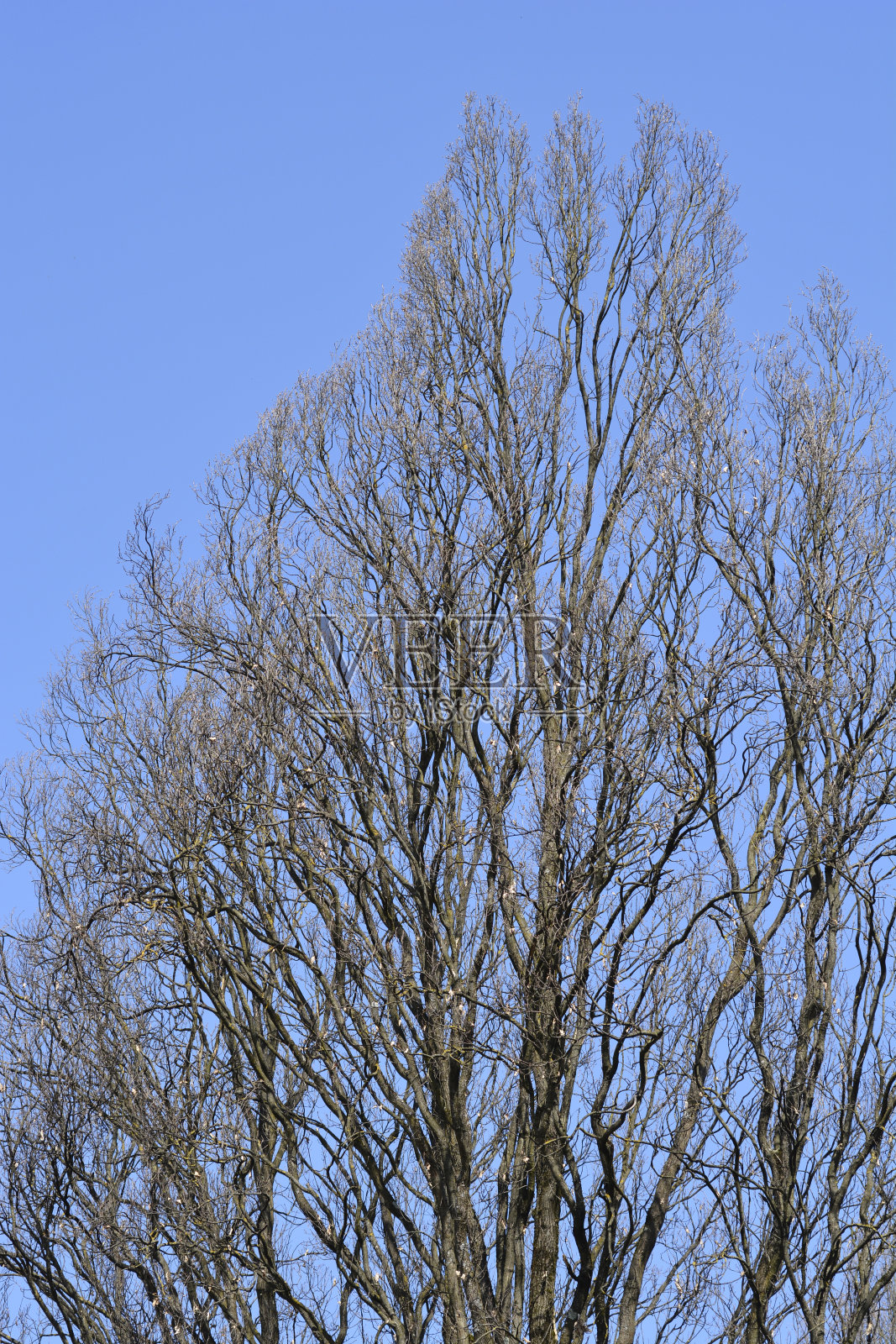 英语橡木照片摄影图片