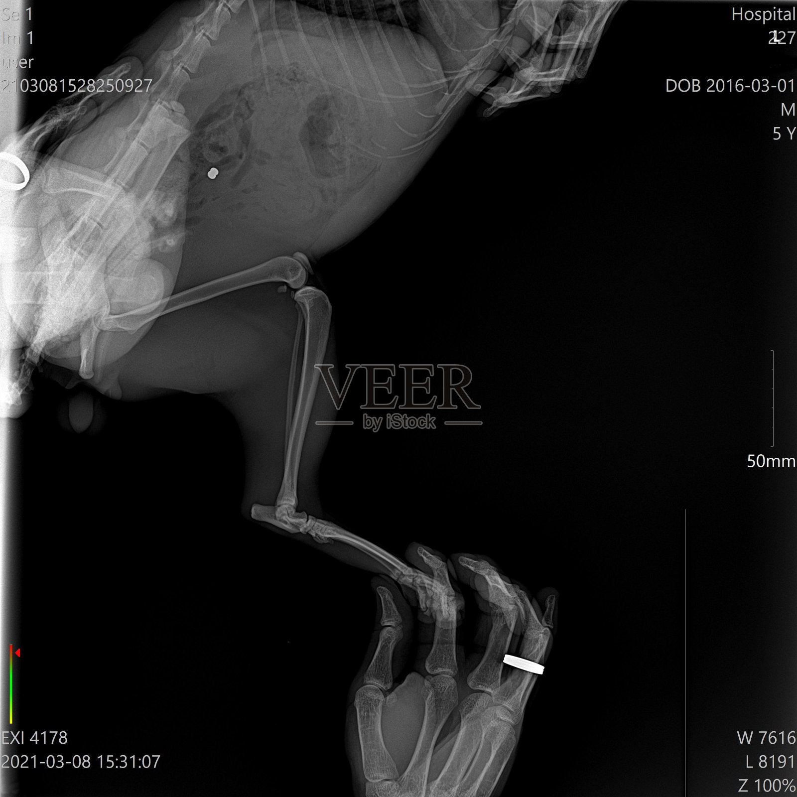 动物的x光片。照片摄影图片