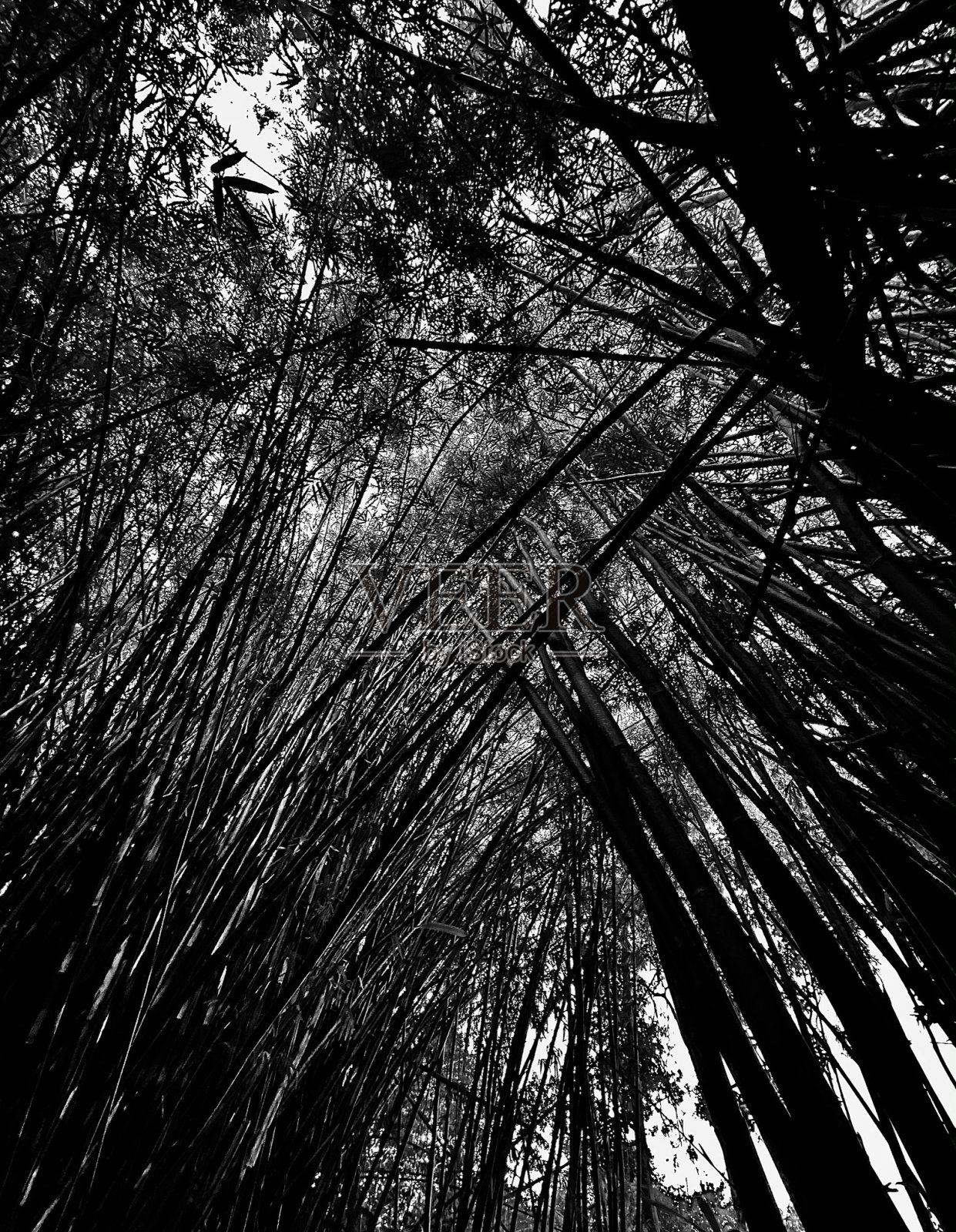 黑白竹林照片摄影图片