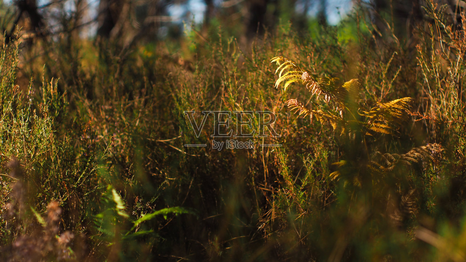 兰德斯森林的金色色调照片摄影图片