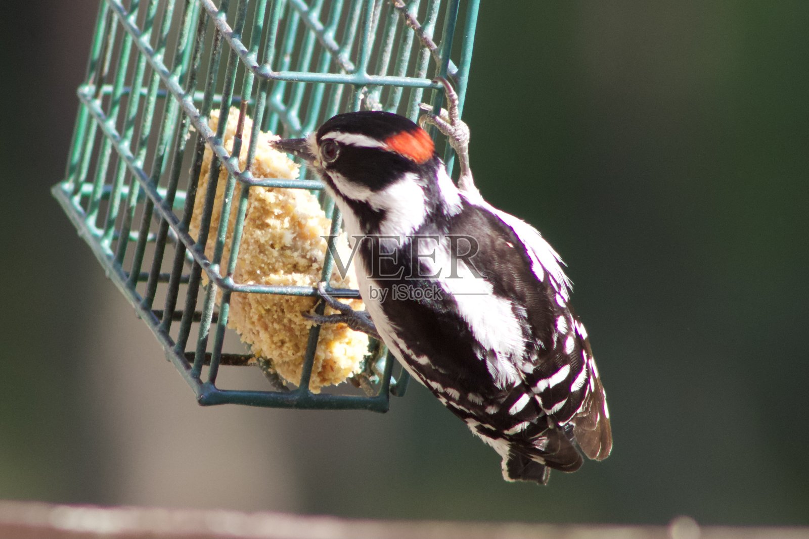 柔和的啄木鸟照片摄影图片