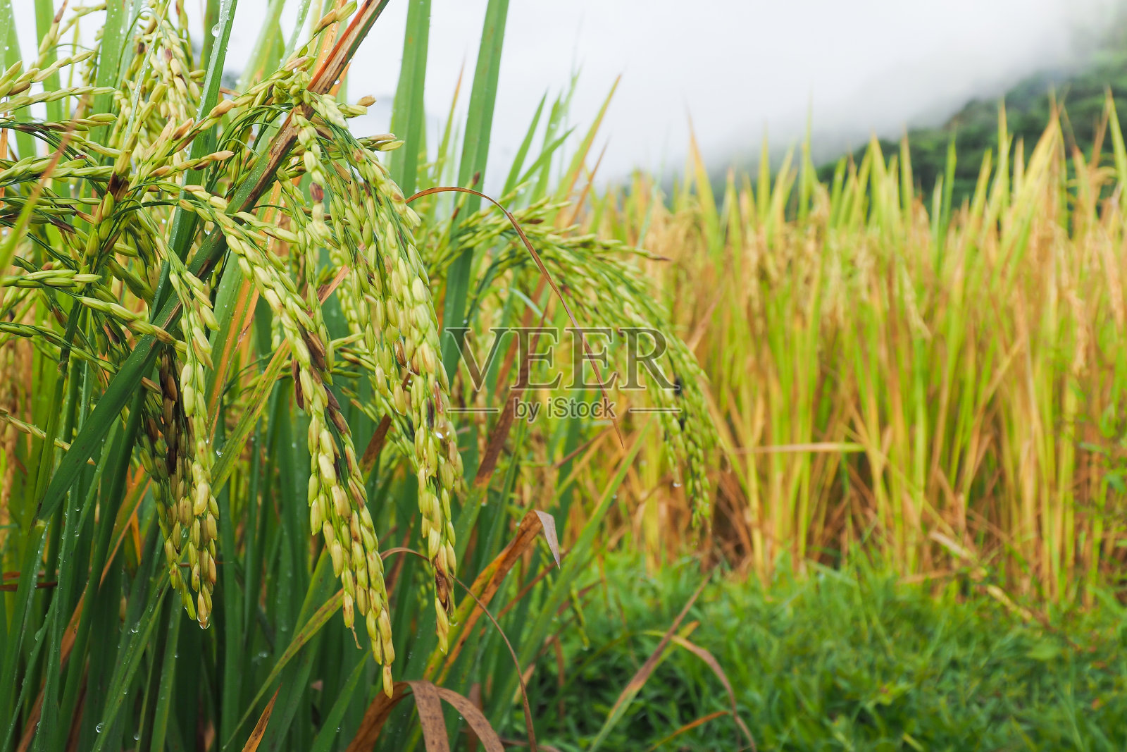 稻田。准备在亮黄色的田地里收获的有机谷物位于荒野地区。照片摄影图片