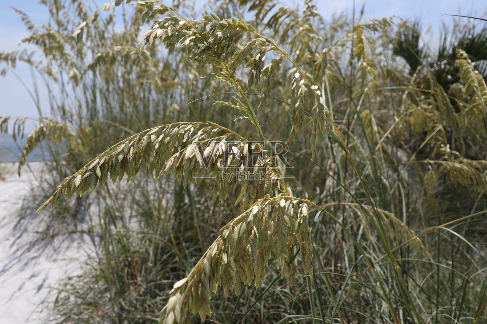 海滩上的海燕麦照片摄影图片
