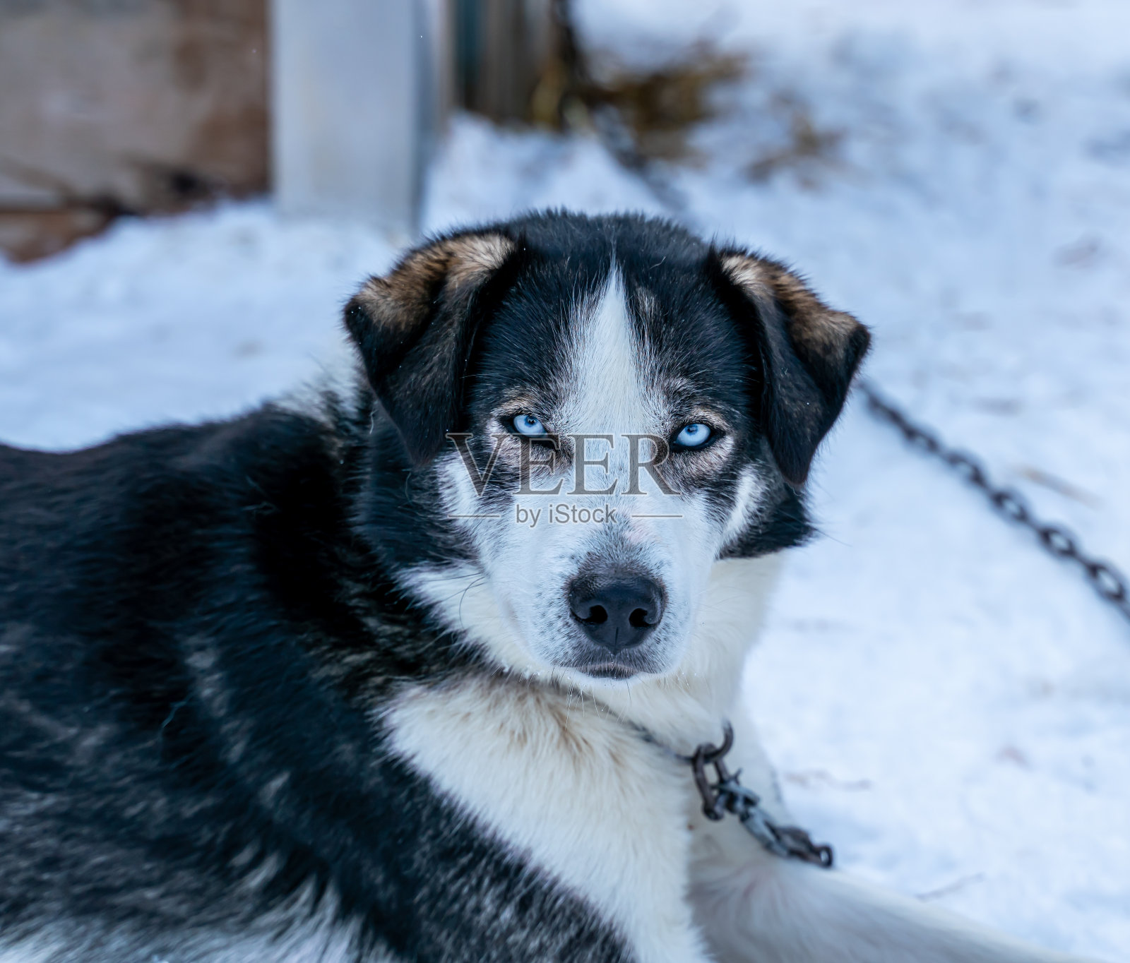 近距离的阿拉斯加哈士奇雪橇狗与明亮的蓝色眼睛，休息在狗窝。照片摄影图片