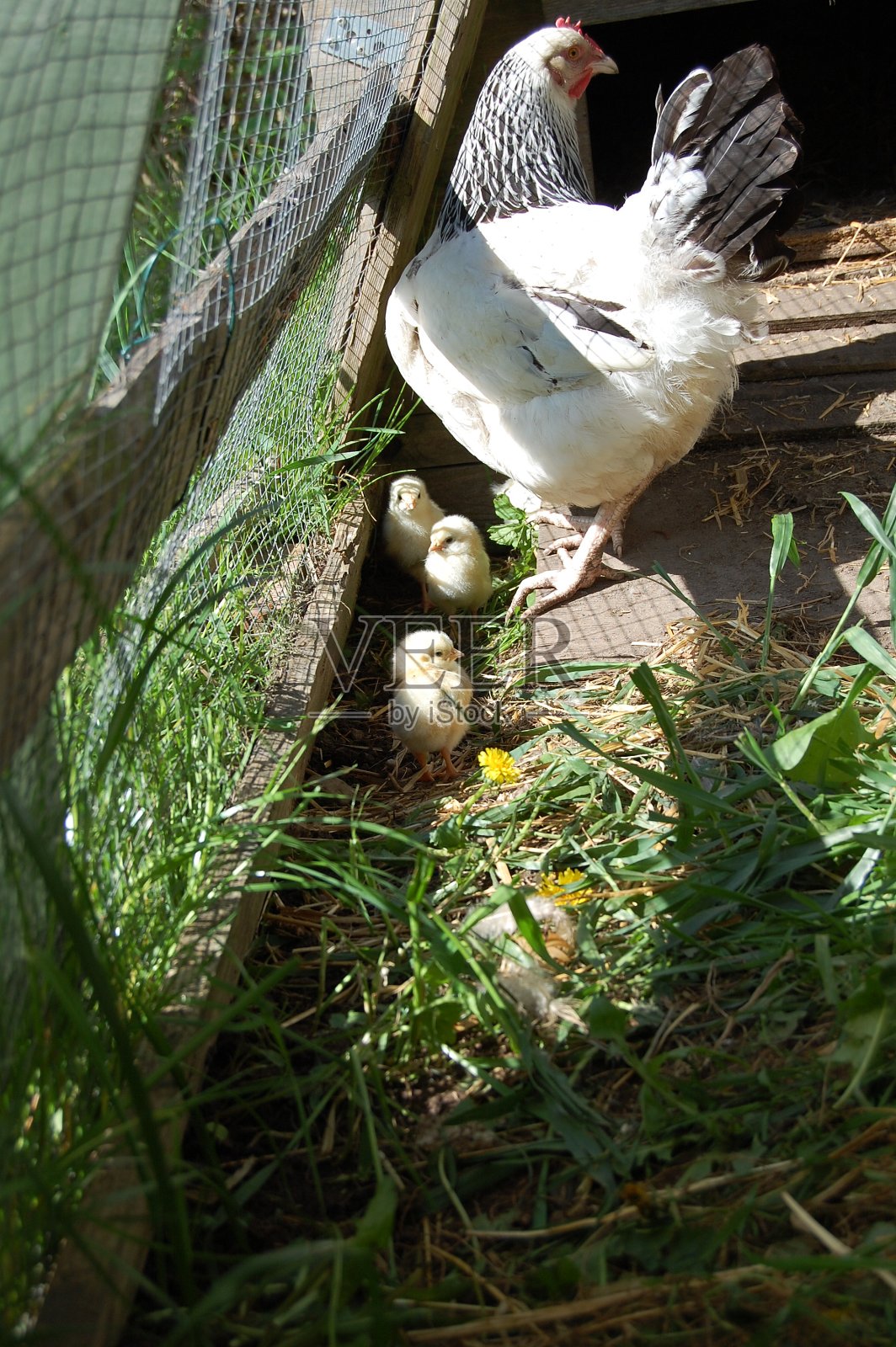 一只母鸡和三只小鸡在阳光明媚的鸡舍里。照片摄影图片
