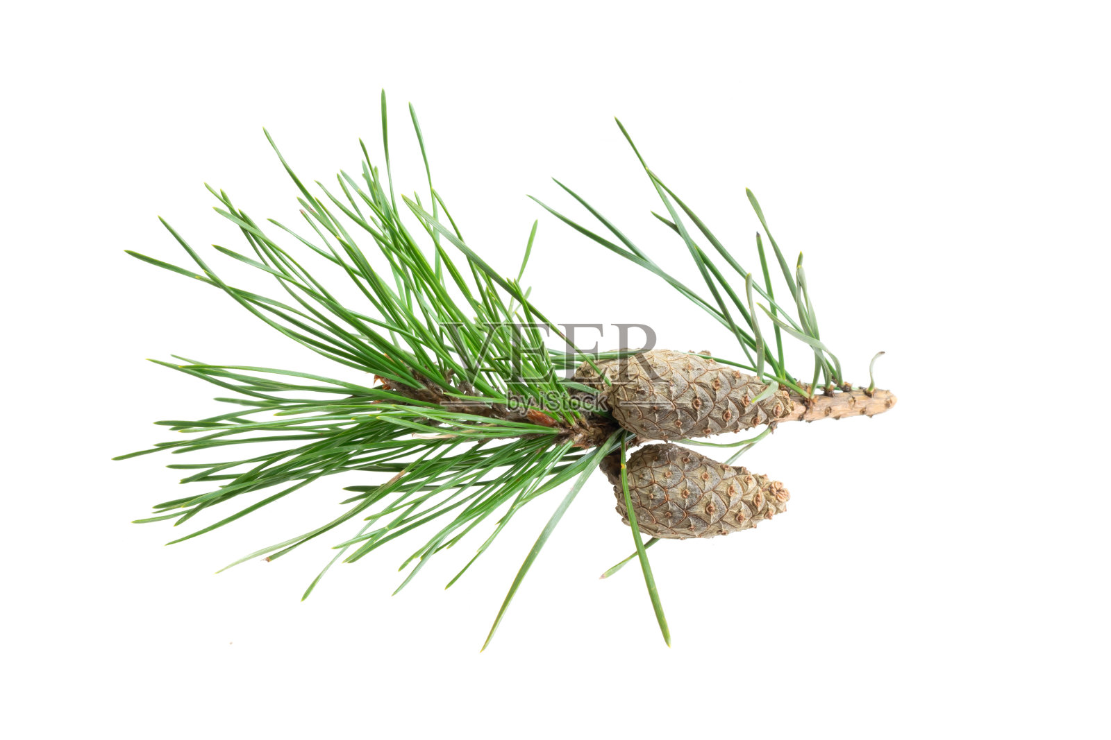 春天的松树在白色的孤立的背景照片摄影图片