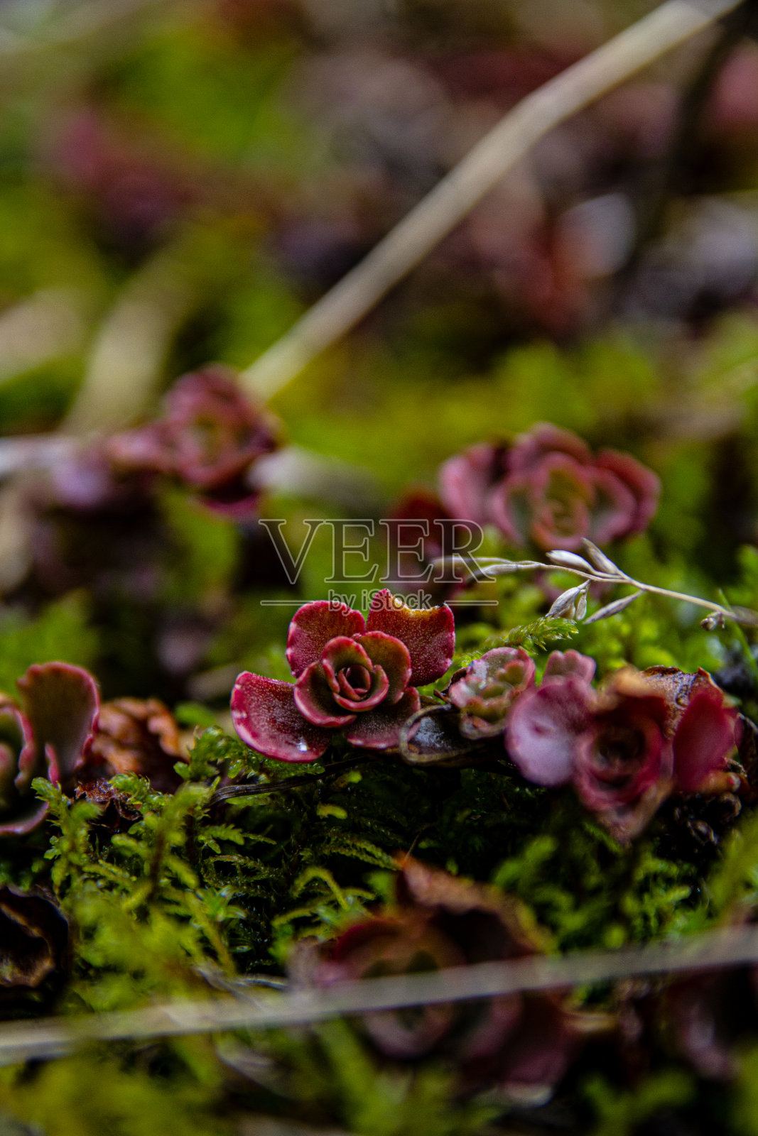 Sokulents 自然照片摄影图片