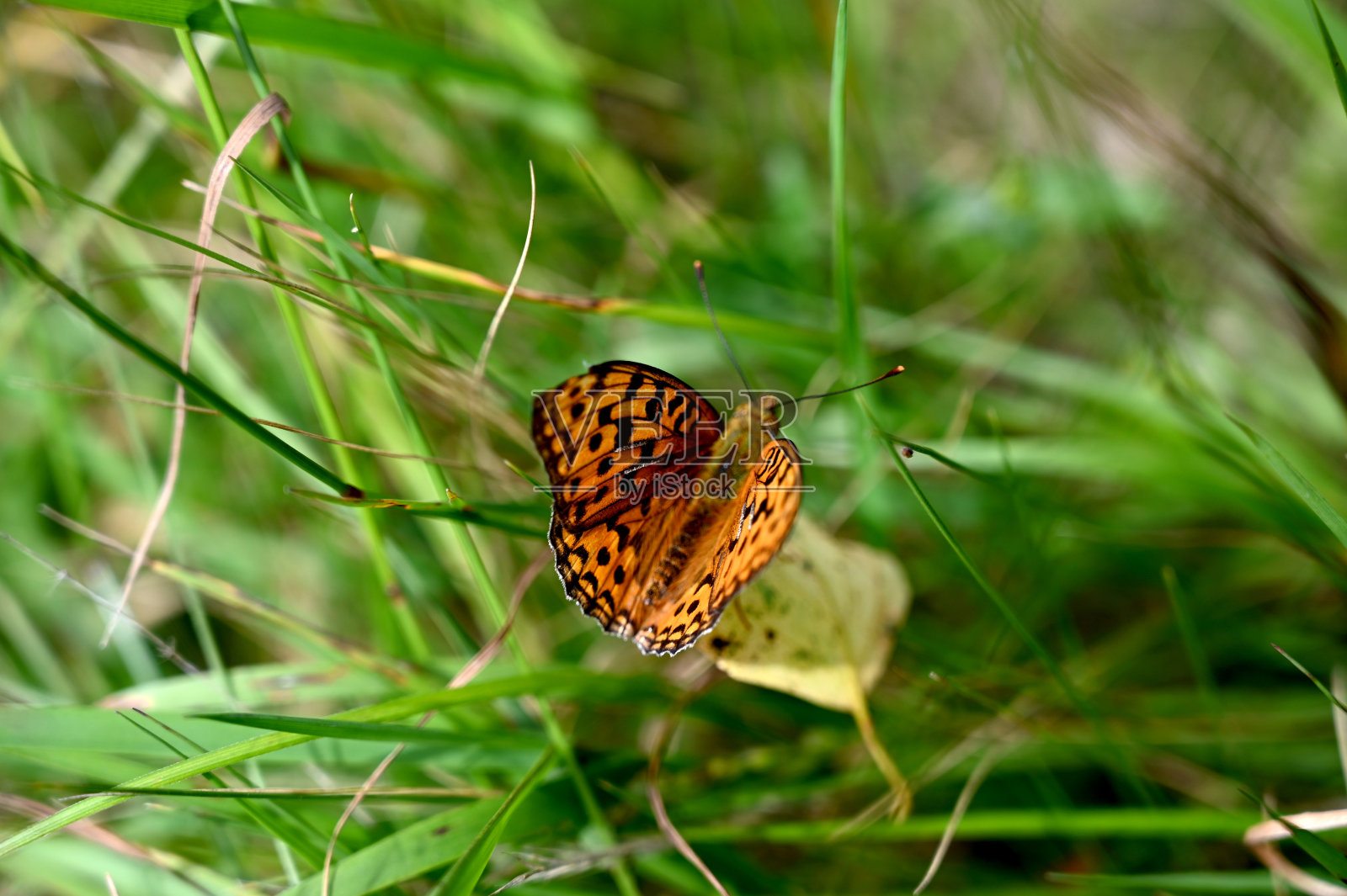 草地上的蝴蝶照片摄影图片