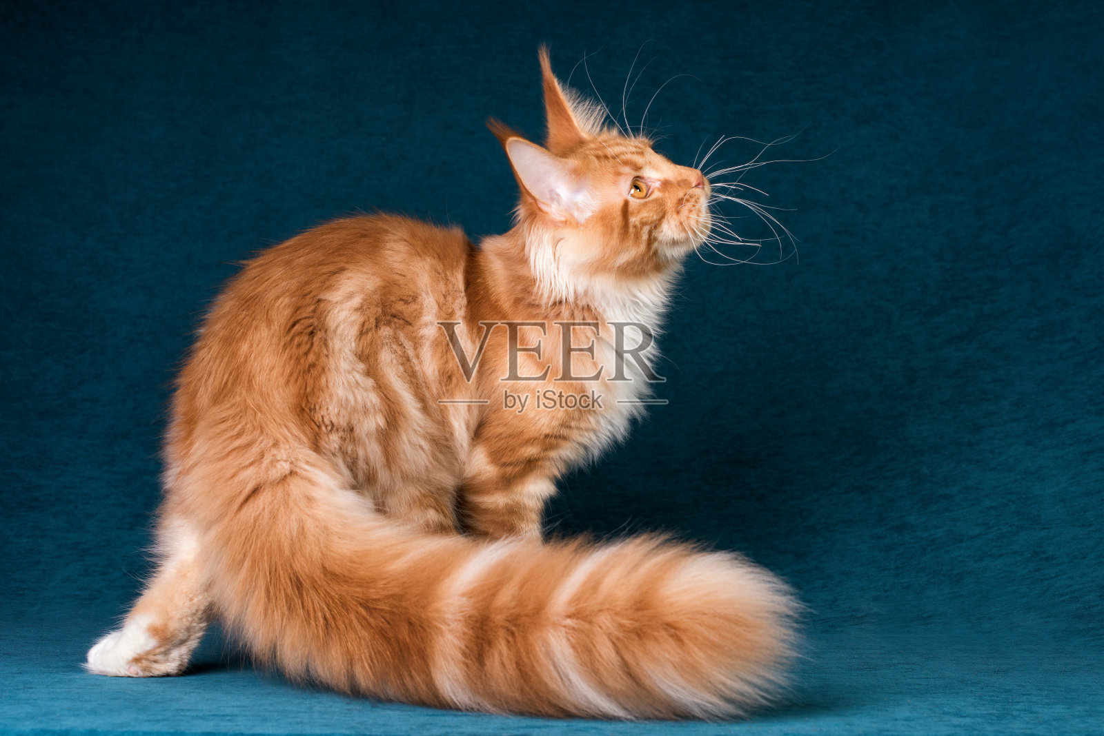 一只红白相间的缅因猫。照片摄影图片