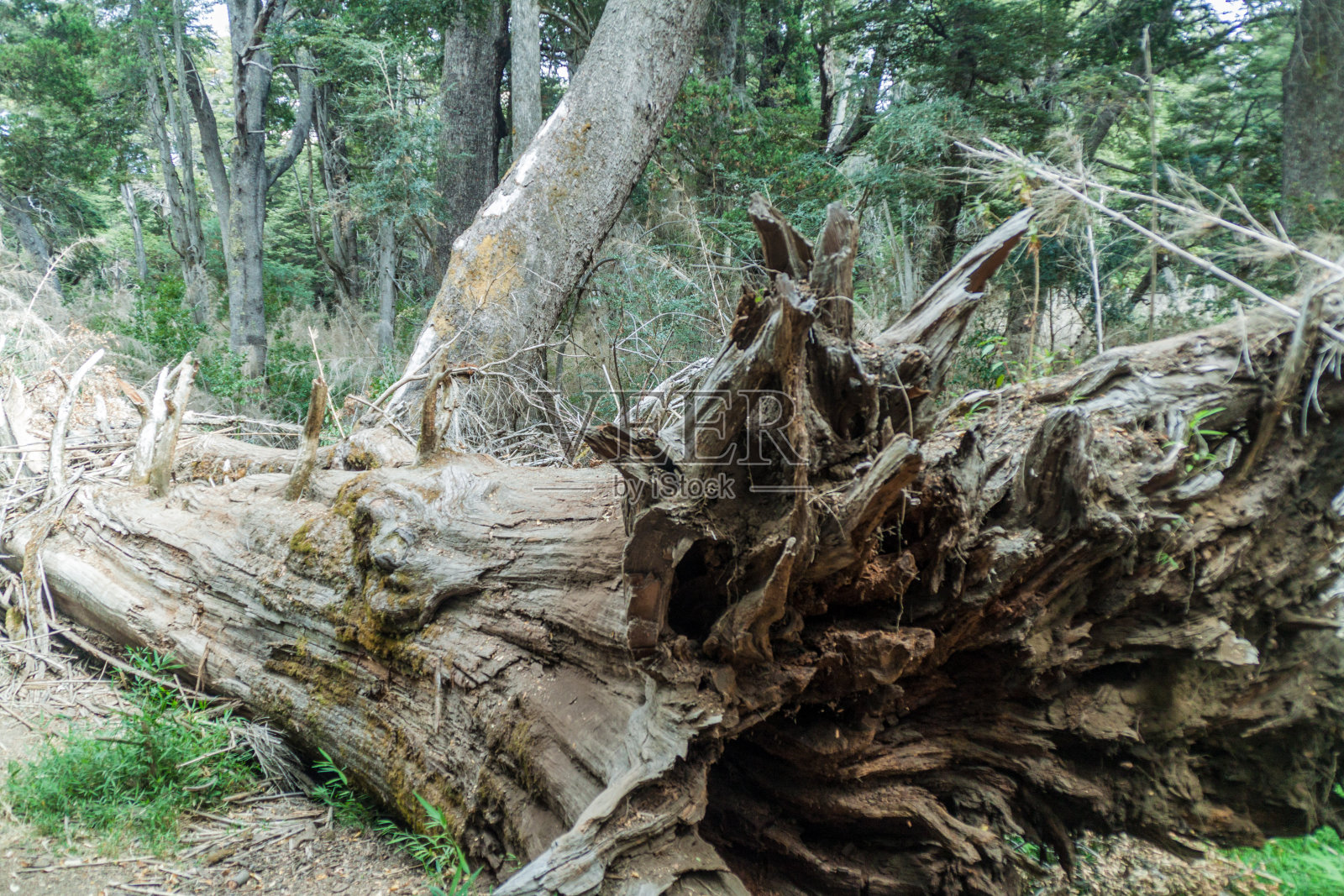 阿根廷巴里洛切附近Llao Llao市政公园的一棵倒下的老树照片摄影图片
