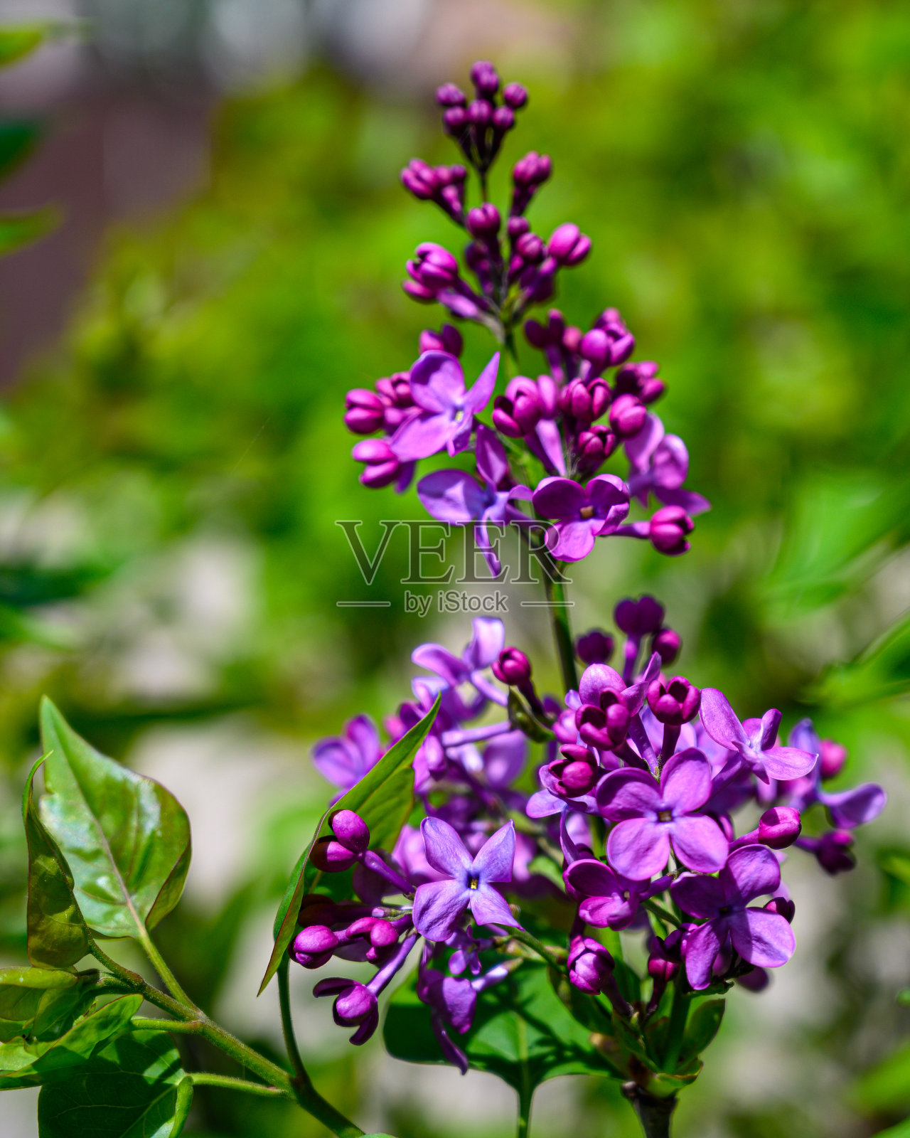 淡紫色照片摄影图片