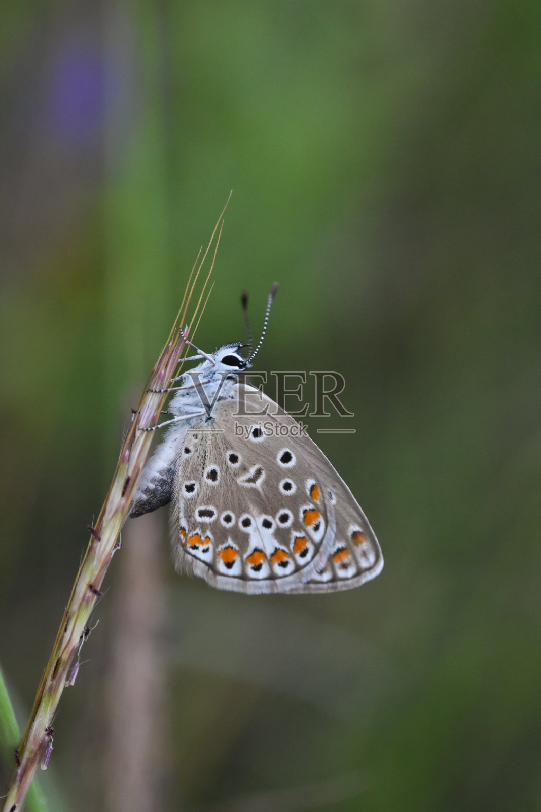 普通的蓝蝶(伊卡洛斯多ommatus icarus)雌性休息照片摄影图片