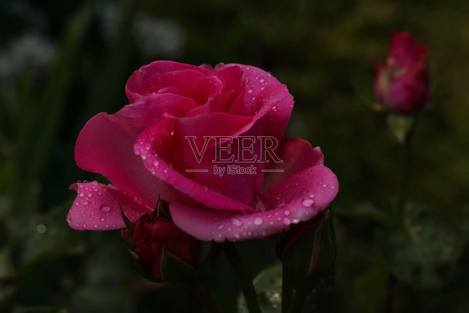 特写美丽的黄玫瑰。自然的花卉背景。照片摄影图片