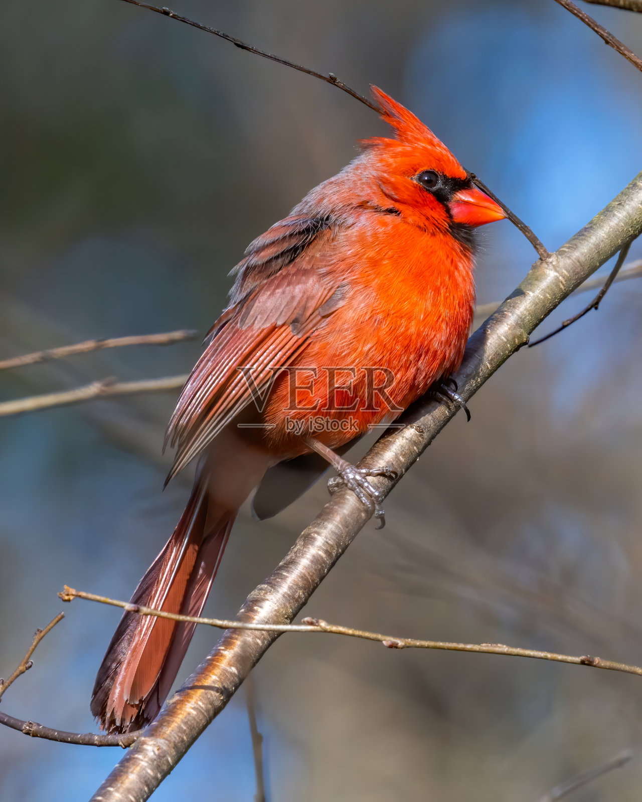 雄性大红雀照片摄影图片