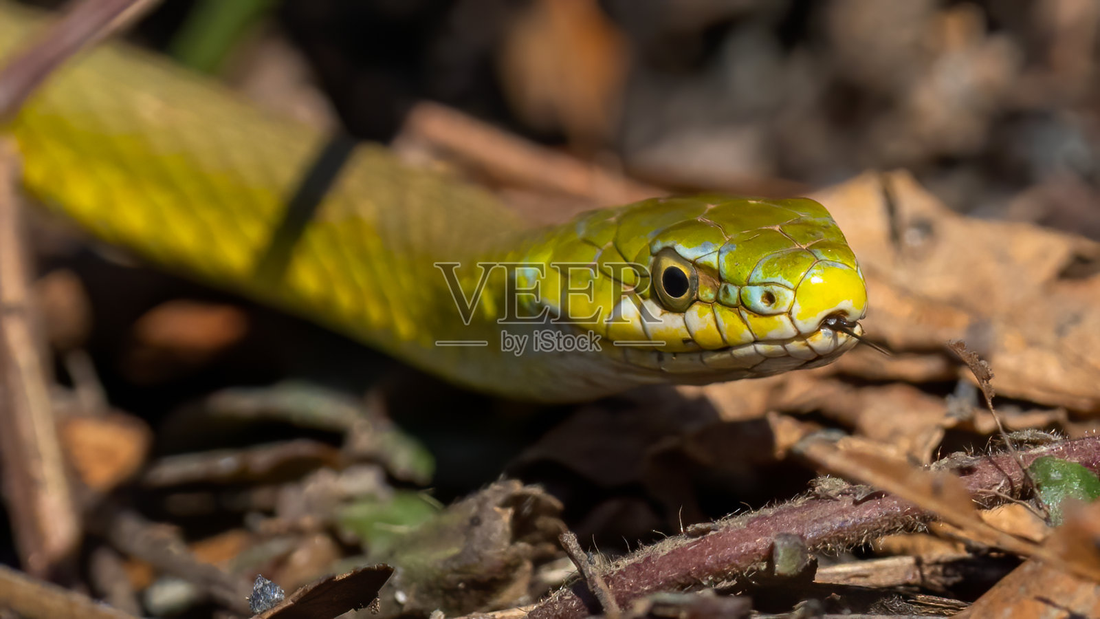 树林里有绿蛇照片摄影图片