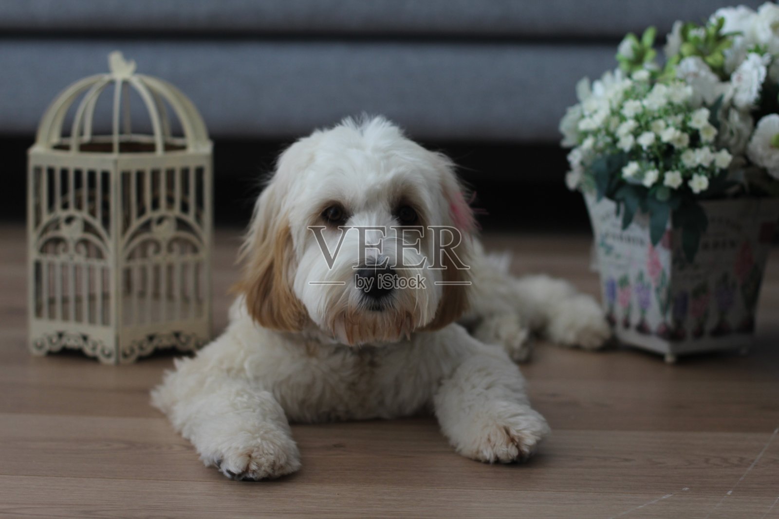 摆姿势的卡瓦普尔犬的小狗照片摄影图片