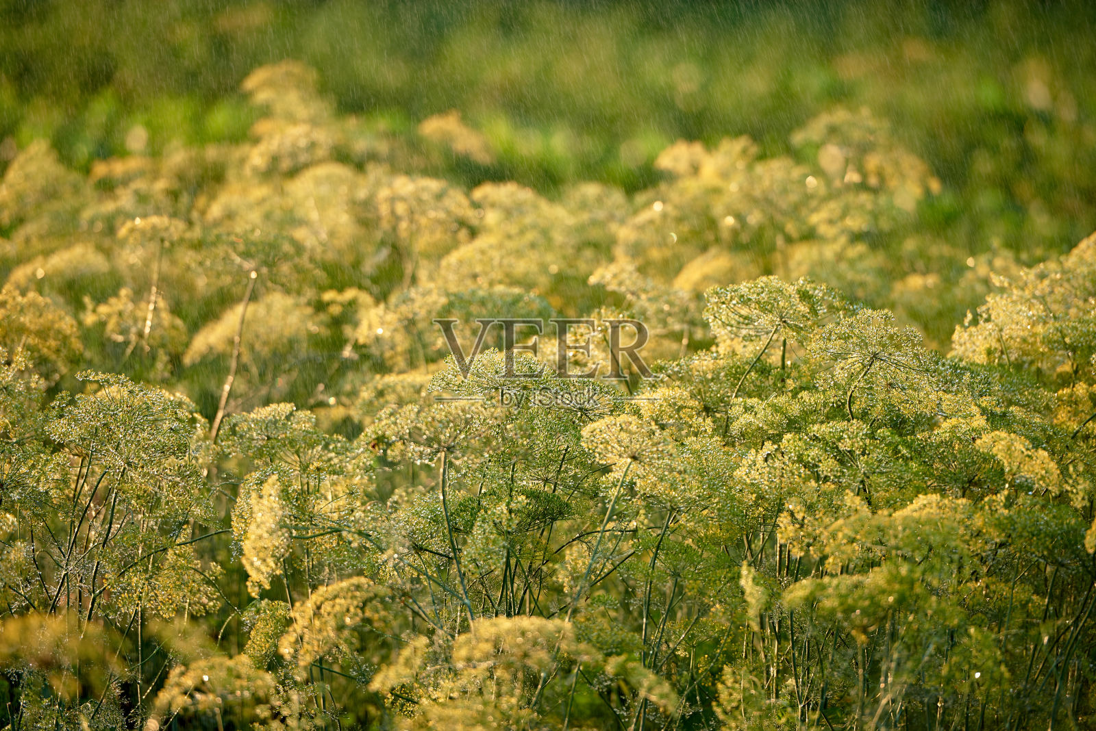 绿色莳萝植物生长在花园，复制空间。夏天自然背景。茴香种子。可。灌溉照片摄影图片