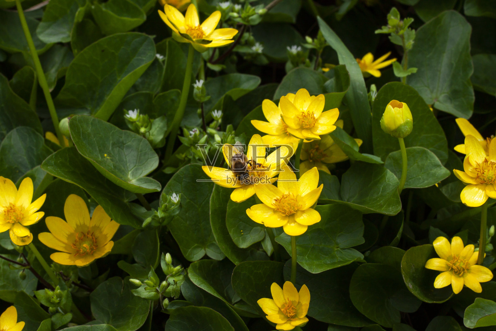 蜜蜂在黄花上。照片摄影图片
