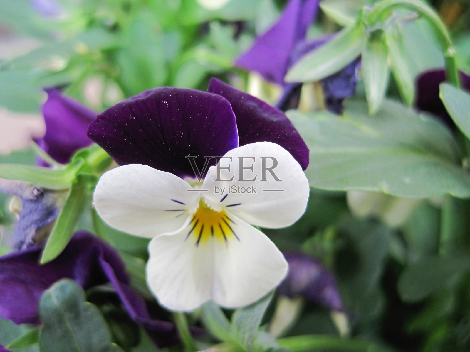 花盆里有白色和紫色的中提琴。照片摄影图片